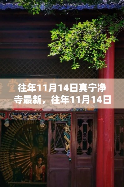 往年11月14日真宁净寺探访攻略，领略古寺魅力，最新指南全解析