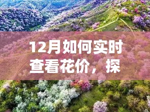 探秘小巷深处的花之秘境，揭秘十二月实时鲜花价格查看指南