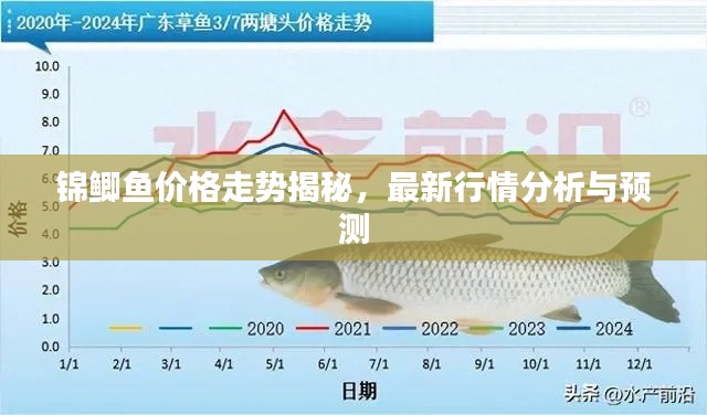 锦鲫鱼价格走势揭秘，最新行情分析与预测