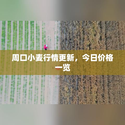 周口小麦行情更新，今日价格一览