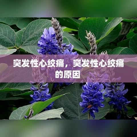 突发性心绞痛，突发性心绞痛的原因 